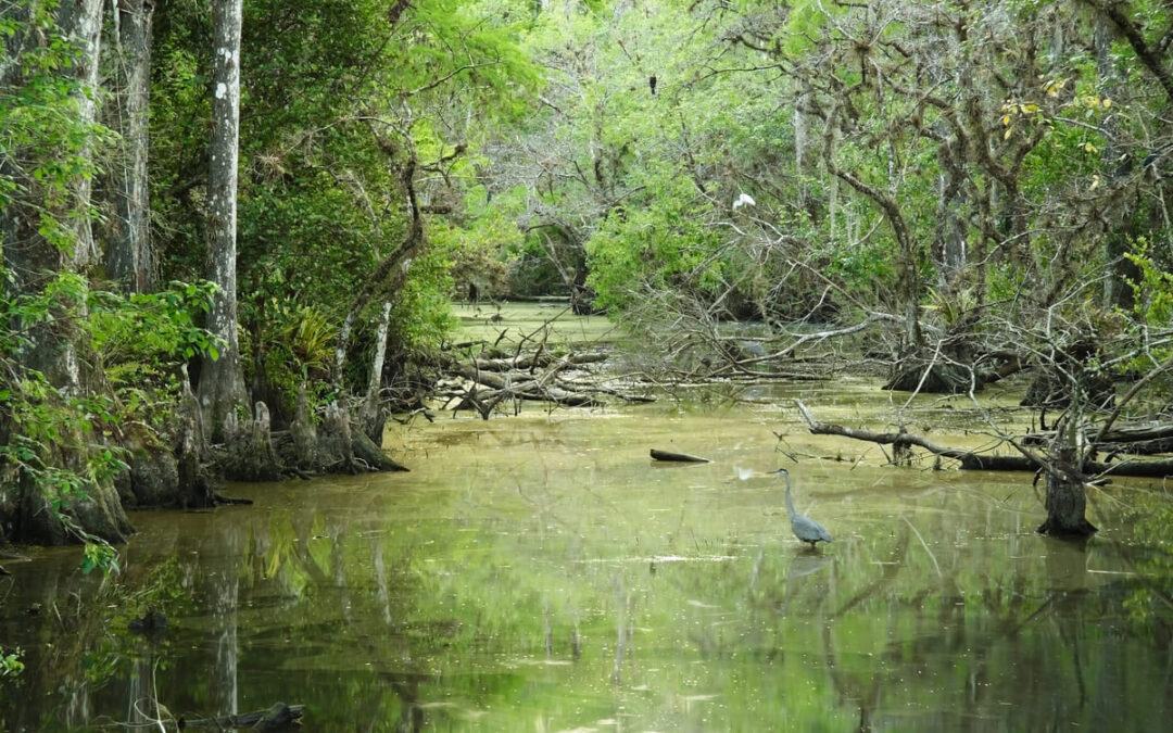 Your Comprehensive Guide to Everglades History & Conservation