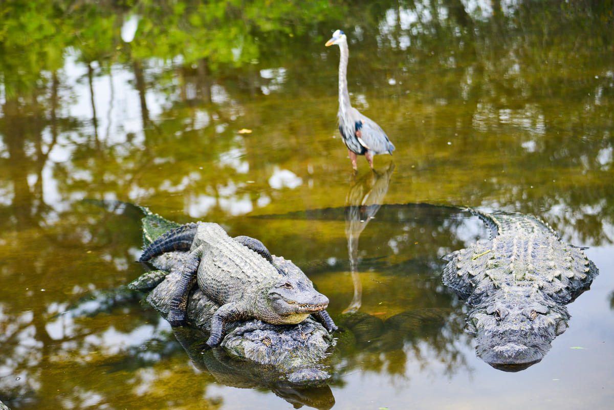 Some alligators chilling in the Everglades swamp