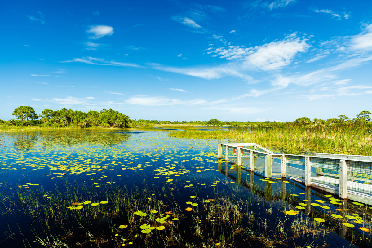 A photo of the marshes in the Everglades in Florida