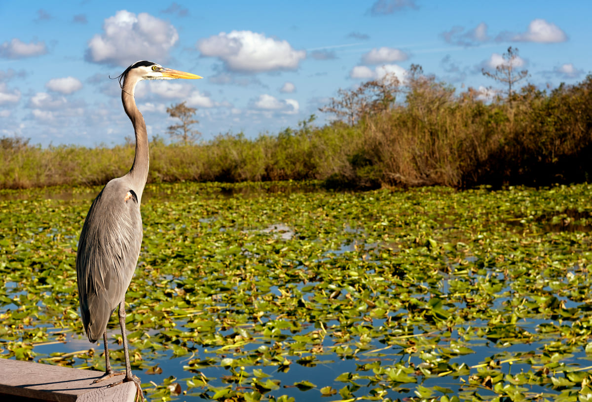 A crane in the everglades