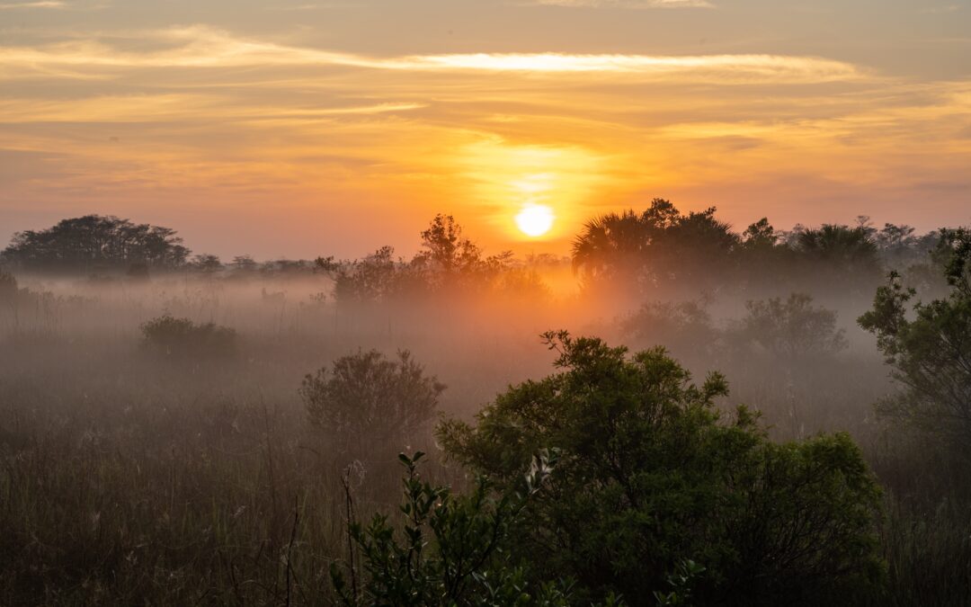 Visit the Everglades This Winter: The Perfect Season for an Unforgettable Adventure